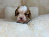 4 chiots Cavaliers King Charles LOF à réserver