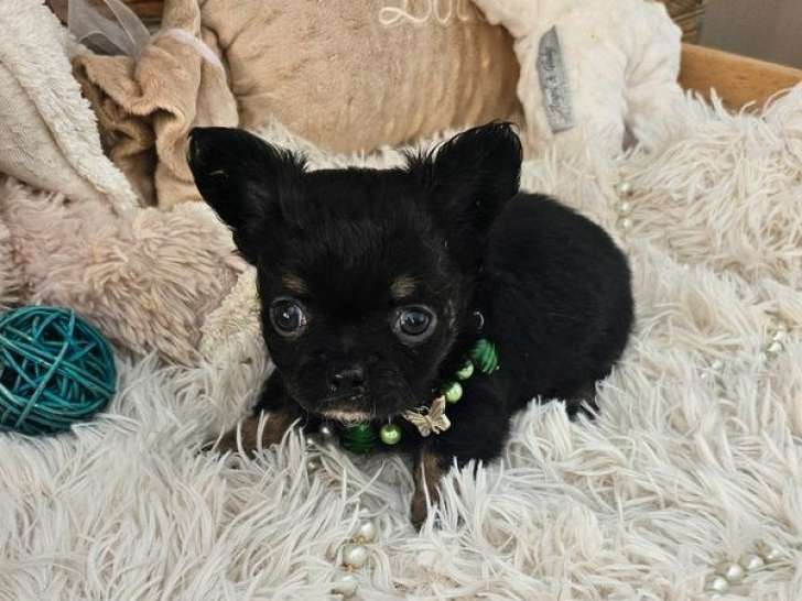 Disponible à l’achat, 1 chiot Chihuahua mâle né en octobre 2025