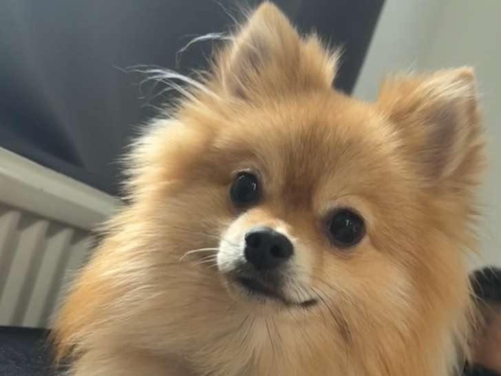 Spitz mâle de 1 an à ve