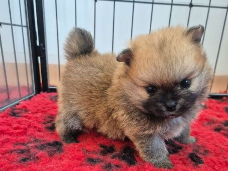 3 chiots Spitz Nains LOF à réserver