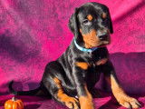 5 chiots Dobermans non-LOF à vendre