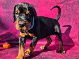 5 chiots Dobermans non-LOF à vendre