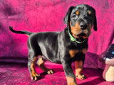 5 chiots Dobermans non-LOF à vendre