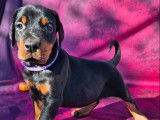 5 chiots Dobermans non-LOF à vendre