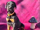 5 chiots Dobermans non-LOF à vendre