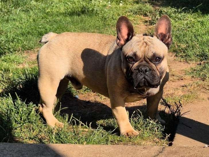 Réservation ouverte pour 3 chiots Bouledogues Français mâles non-LOF