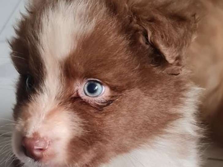 1 chiot Berger Australien mâle LOF à réserver