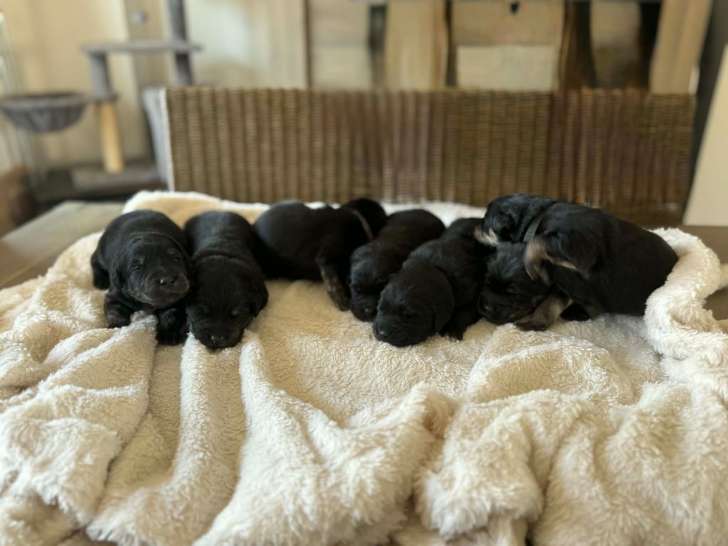 Chiots Golden Retriever croisés Berger Australien à vendre