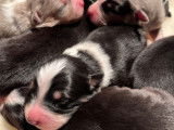 8 chiots Bergers Australiens LOF à vendre, merle et tricolore de novembre 2025