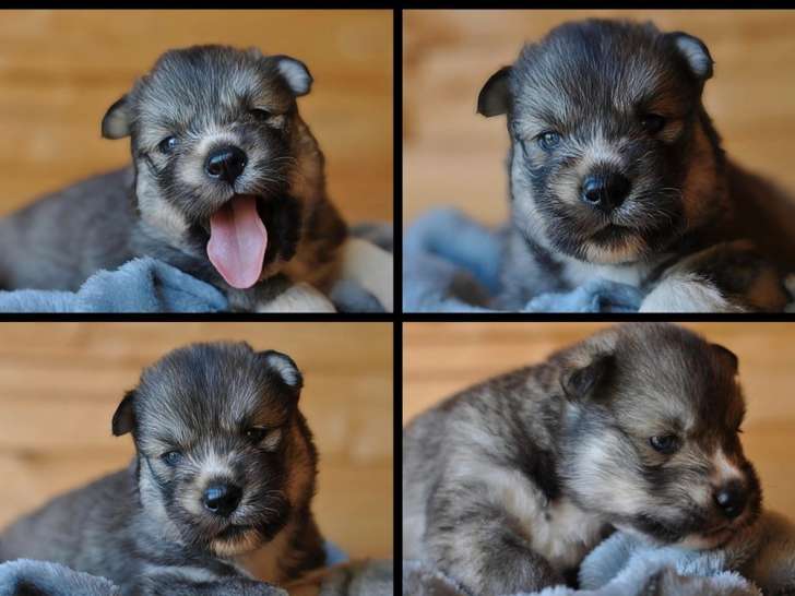 À vendre, 3 chiots Huskies de Sibérie LOF d'octobre 2025