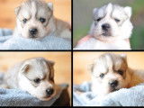 À vendre, 3 chiots Huskies de Sibérie LOF d'octobre 2025