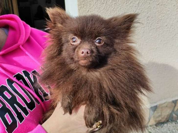 1 chien Spitz chocolat non-LOF disponible à l’achat
