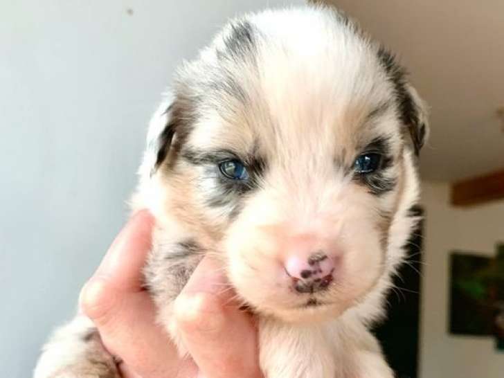 Des chiots Bergers Australiens LOF à réserver