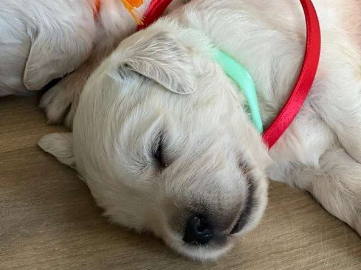 À réserver, des chiots Golden Retrievers LOF d’octobre 2025