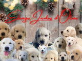 À réserver, des chiots Golden Retrievers LOF d’octobre 2025