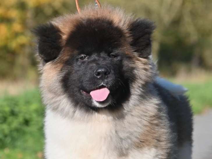 À vendre, 1 chiot femelle Akita Américain LOF à poil long de juillet 2025