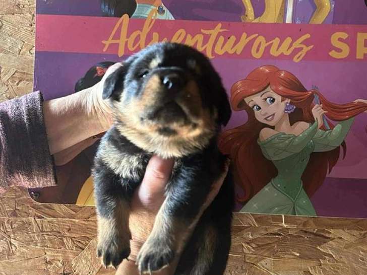 4 chiots Rottweilers LOF à réserver, 3 femelles et 1 mâle d’octobre 2025