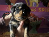 4 chiots Rottweilers LOF à réserver, 3 femelles et 1 mâle d’octobre 2025