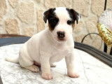 À réserver, un chiot Jack Russell mâle non-LOF né en octobre 2025