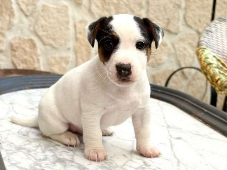 À réserver, un chiot Jack Russell mâle non-LOF né en octobre 2025