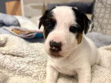 À réserver, un chiot Jack Russell mâle non-LOF né en octobre 2025