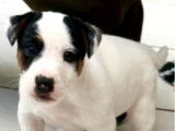 À réserver, un chiot Jack Russell mâle non-LOF né en octobre 2025