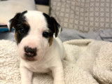 À réserver, un chiot Jack Russell mâle non-LOF né en octobre 2025