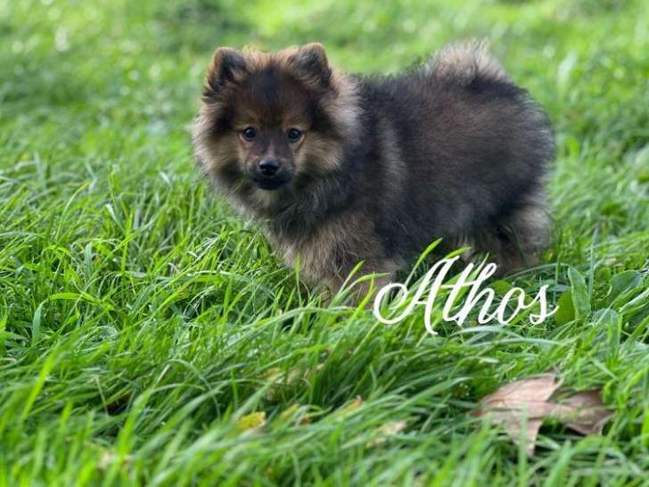 3 chiots Spitz Allemands LOF à vendre, 2 femelles et 1 mâle