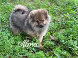 3 chiots Spitz Allemands LOF à vendre, 2 femelles et 1 mâle