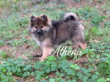 3 chiots Spitz Allemands LOF à vendre, 2 femelles et 1 mâle