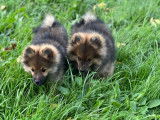 3 chiots Spitz Allemands LOF à vendre, 2 femelles et 1 mâle