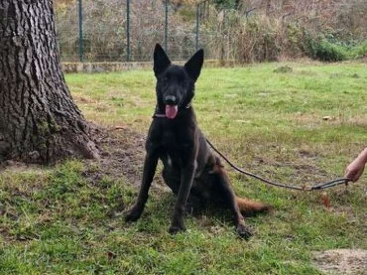 1 chien Berger Belge Malinois LOF de 2021 à vendre