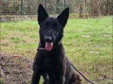 1 chien Berger Belge Malinois LOF de 2021 à vendre