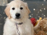 3 chiots Golden Retrievers mâles LOF de septembre 2025 à vendre