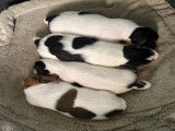 Chiot Jack Russelll à vendre