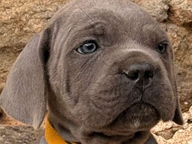 3 chiots femelles Cane Corso LOF à vendre
