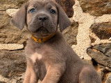 3 chiots femelles Cane Corso LOF à vendre