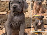 3 chiots femelles Cane Corso LOF à vendre