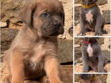3 chiots femelles Cane Corso LOF à vendre