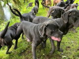 3 chiots femelles Cane Corso LOF à vendre