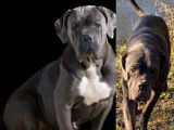 3 chiots femelles Cane Corso LOF à vendre