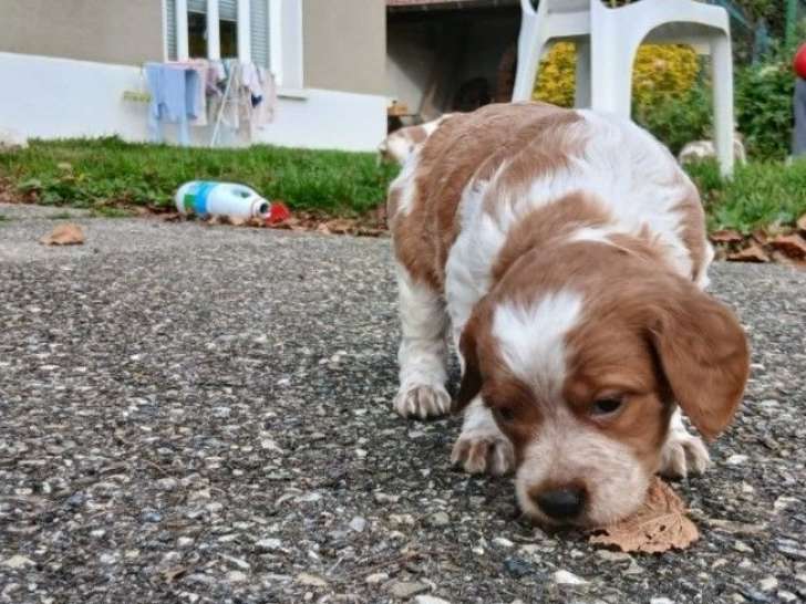 2 chiots Épagneuls Bretons mâles LOF à réserver