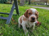 2 chiots Épagneuls Bretons mâles LOF à réserver