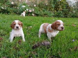 2 chiots Épagneuls Bretons mâles LOF à réserver