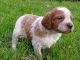 2 chiots Épagneuls Bretons mâles LOF à réserver
