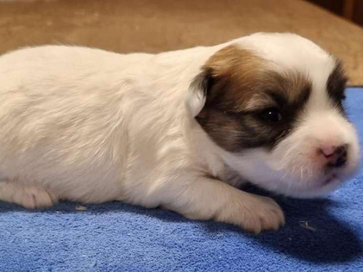À vendre, 3 chiots Cotons de Tuléar LOF d’octobre 2025