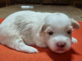 À vendre, 3 chiots Cotons de Tuléar LOF d’octobre 2025