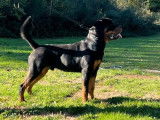 1 chiot mâle Rottweiler LOF à vendre