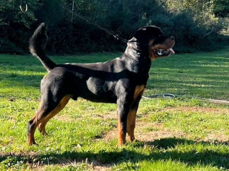 1 chiot mâle Rottweiler LOF à vendre