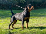 1 chiot mâle Rottweiler LOF à vendre